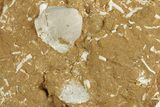 Ordovician Kukersite Oil Shale w/ Bryozoan & Brachiopod Fossils #369551-1